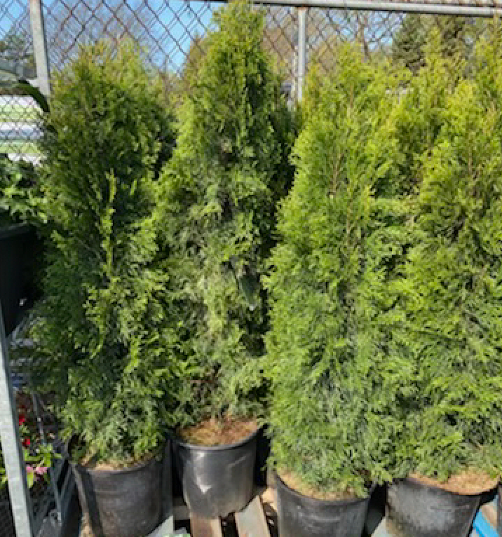 6 Emerald Cedar Trees AirAuctioneer