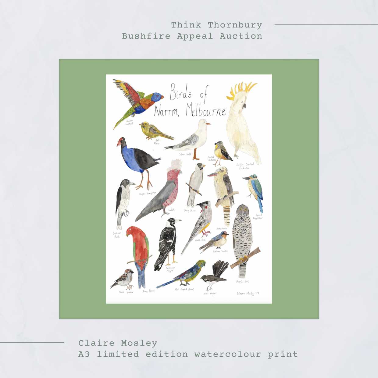Claire Mosley A3 Limited Edition Watercolour Print Birds Of Narrm 