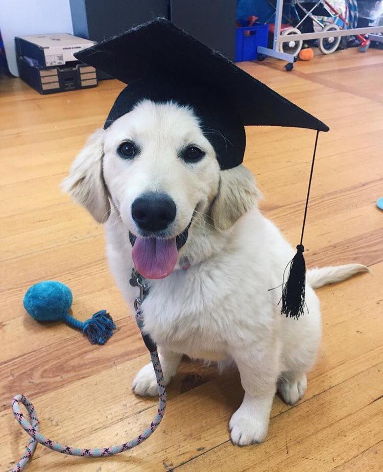 Vets of Geelong puppy school training course AirAuctioneer