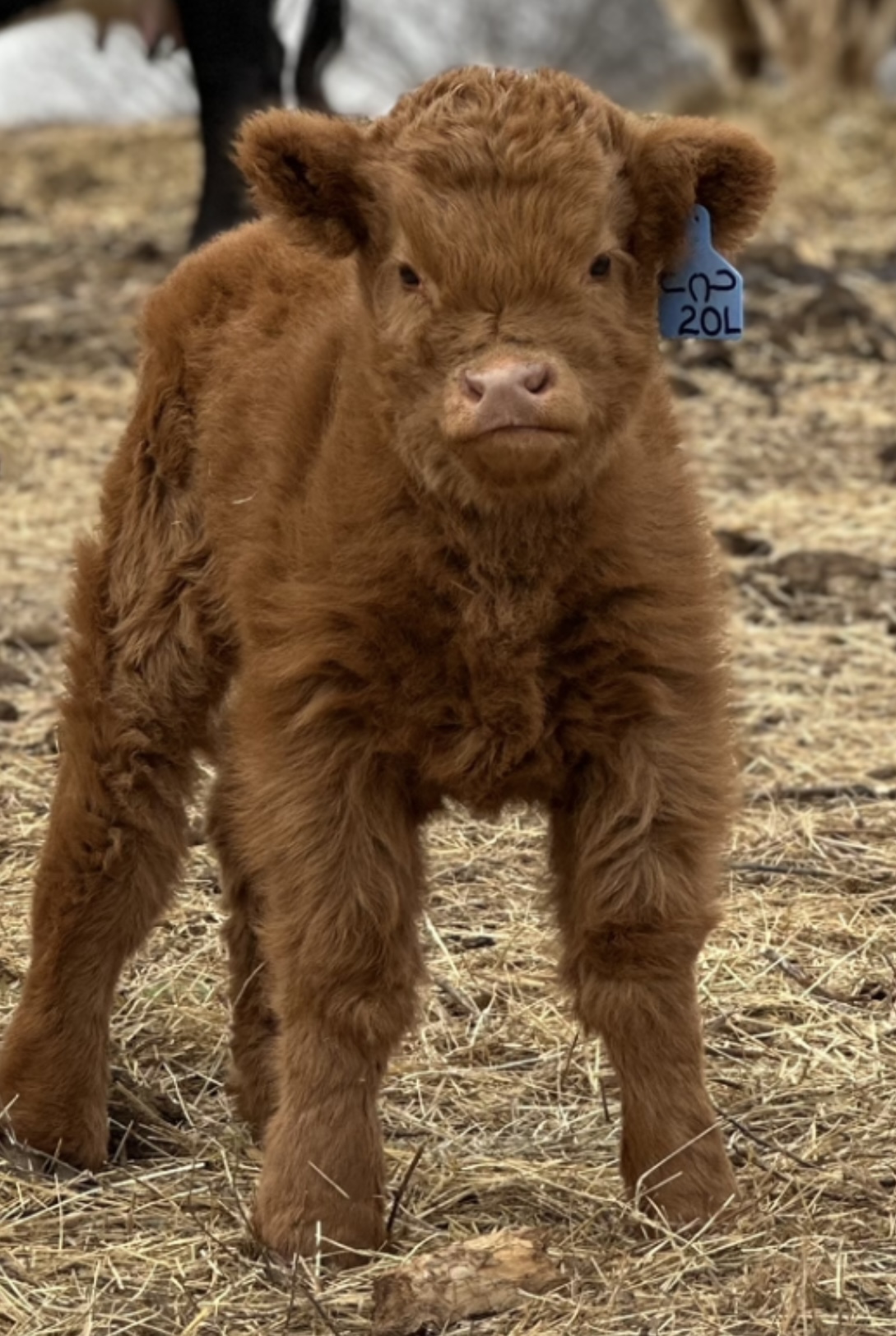 JCJ Miniature Cattle, 20L Yellow Micro/Mini Chondro Positive Highland ...